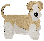 Cesky Terrier - Abnormality