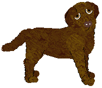 Chesapeake Bay Retriever - Abnormality