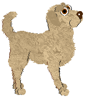 Chesapeake Bay Retriever - Unknown