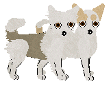 Chihuahua - Supernova