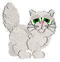 Chinchilla Persian - PF Magic