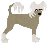 Chinese Crested - Supernova (Hairless)