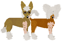 Chinese Crested - Paranoia (Hairless)