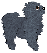 Chow Chow - Majick Springs Kennel