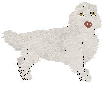 Clumber Spaniel - Cheetah Kennels