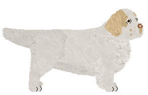 Clumber Spaniel - Abnormality V2