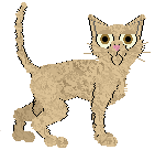 Cornish Rex - Cierra