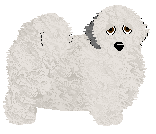 Coton de Tulear - Fango