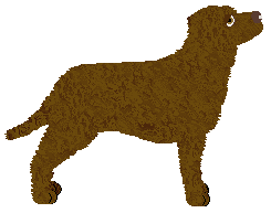 Curly Coated Retriever - Genuine Kennels