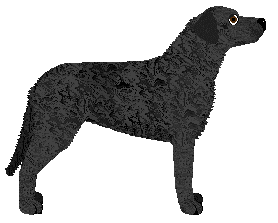 Curly Coated Retriever - Supernova