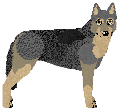 Czechoslovakian Wolfdog - Supernova