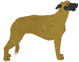 Deerhound - Abnormality