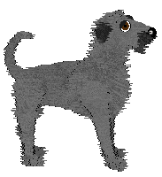 Deerhound - AR/Cierra