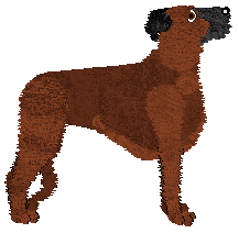 Deerhound - Supernova