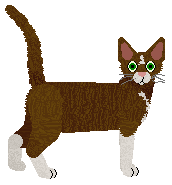 Devon Rex - Supernova