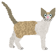 Devon Rex - PDH's Resources