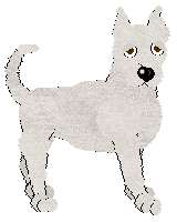 Dogo Argentino - Abnormality