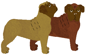 Dogue de Bordeaux - Java