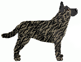 Dutch Shepherd Dog - Bramblewood