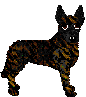Dutch Shepherd Dog - Unknown