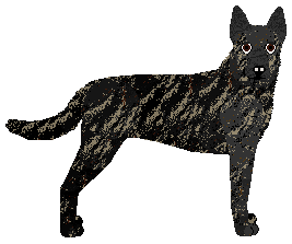 Dutch Shepherd Dog - Kamvis