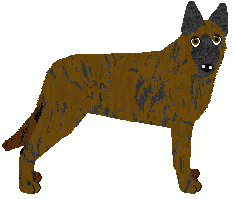 Dutch Shepherd Dog - Genuine Kennels