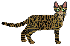 Egyptian Mau - Supernova