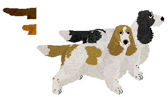 English Cocker Spaniel - Supernova