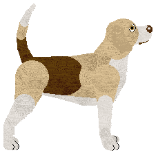 English Foxhound - Fango