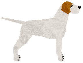 English Pointer - Iced Tea