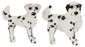 English Setter - Selective Breed