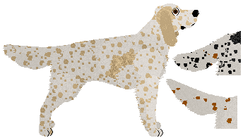 English Setter - Supernova