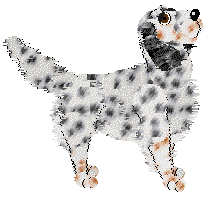 English Setter - Iola