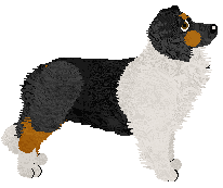 English Shepherd - Supernova V1