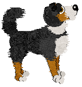 English Shepherd - Unknown