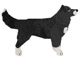 English Shepherd - Supernova V2