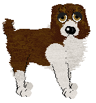 English Springer Spaniel - APKC