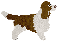 English Springer Spaniel - Supernova V1