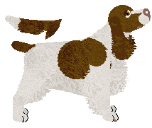 English Springer Spaniel - Bekki