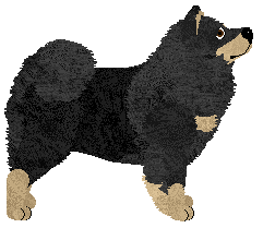 Eurasier - Supernova V2