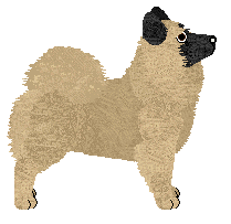 Eurasier - Zodiac V2