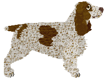 Field Spaniel - Supernova