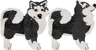 Finnish Lapphund - Filigree