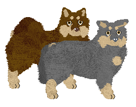 Finnish Lapphund - Supernova V2