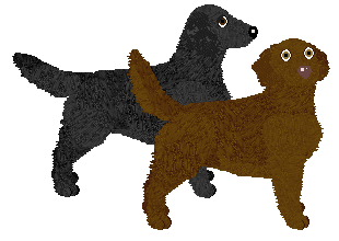 Flat Coated Retriever - Cierra