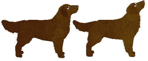 Flat Coated Retriever - PDH's Resources