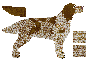 German Longhaired Pointer - Java