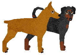 German Pinscher - Supernova