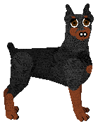 German Pinscher - Good Dog Kennel