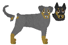 German Pinscher - Bramblewood